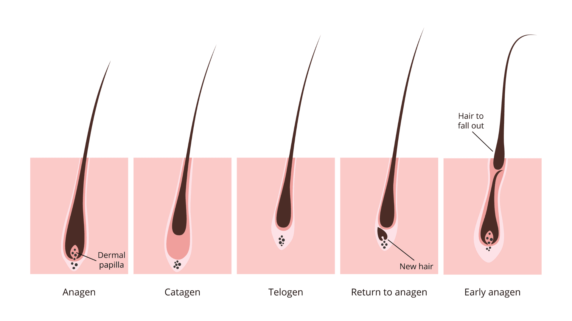 Understanding Hair Growth.